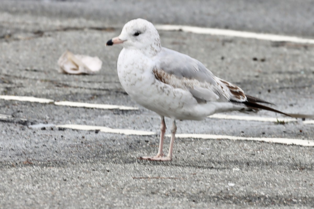 Ring-billed Gull - ML615966831