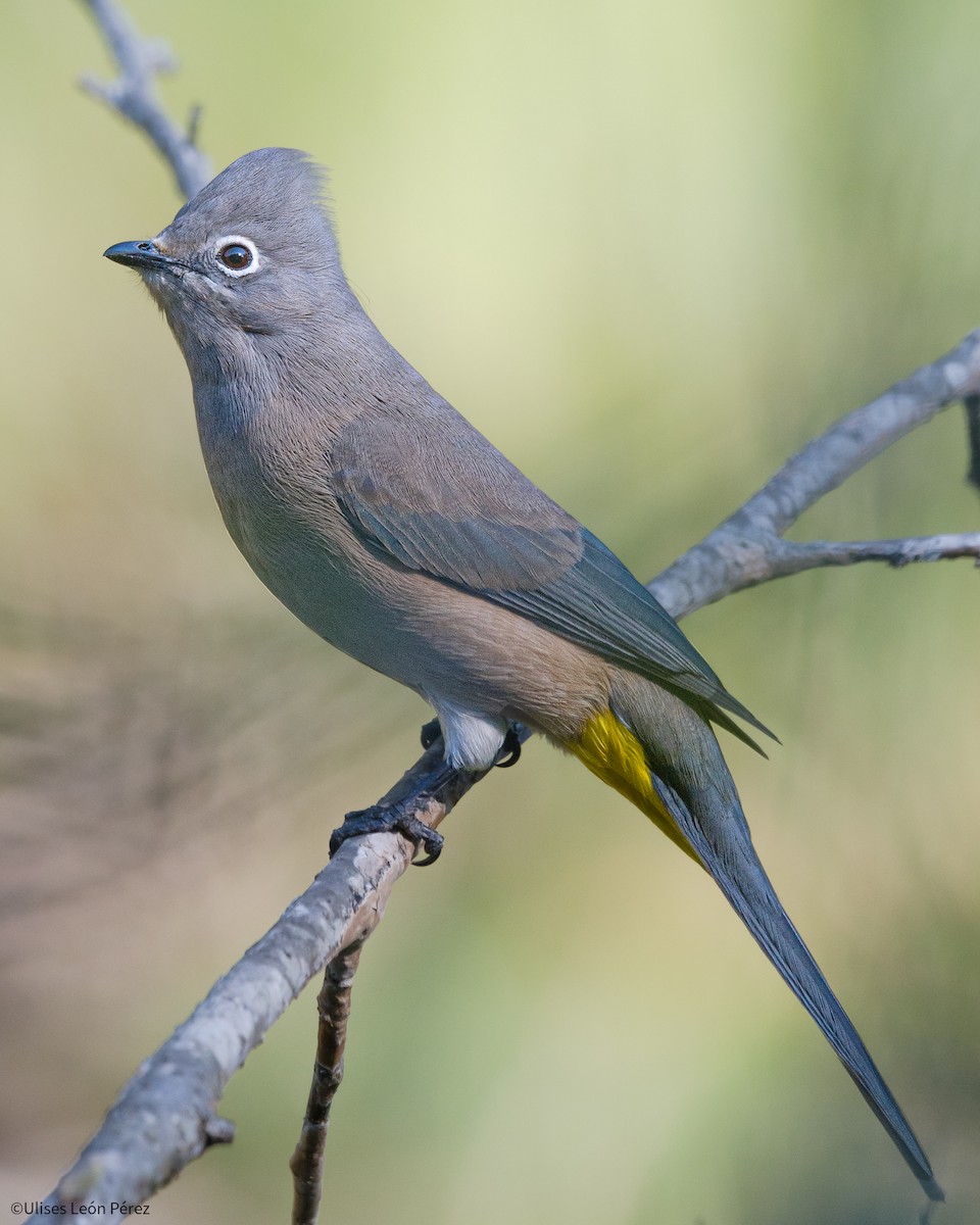 Gray Silky-flycatcher - Ulises León Pérez