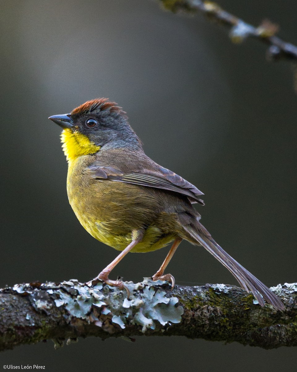 Rufous-capped Brushfinch - Ulises León Pérez