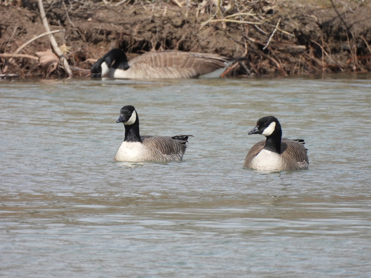 Cackling Goose - Leah Kmiecik