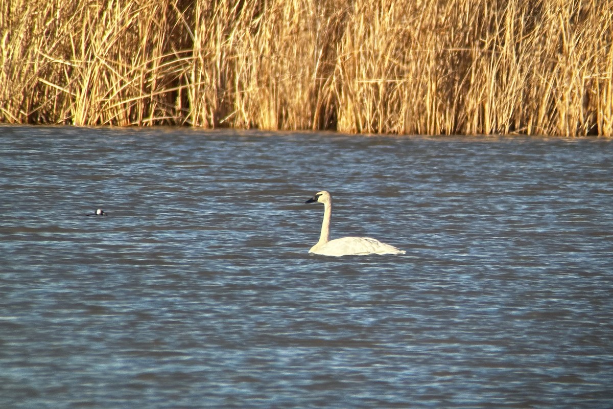 Trumpeter Swan - Cory Gregory