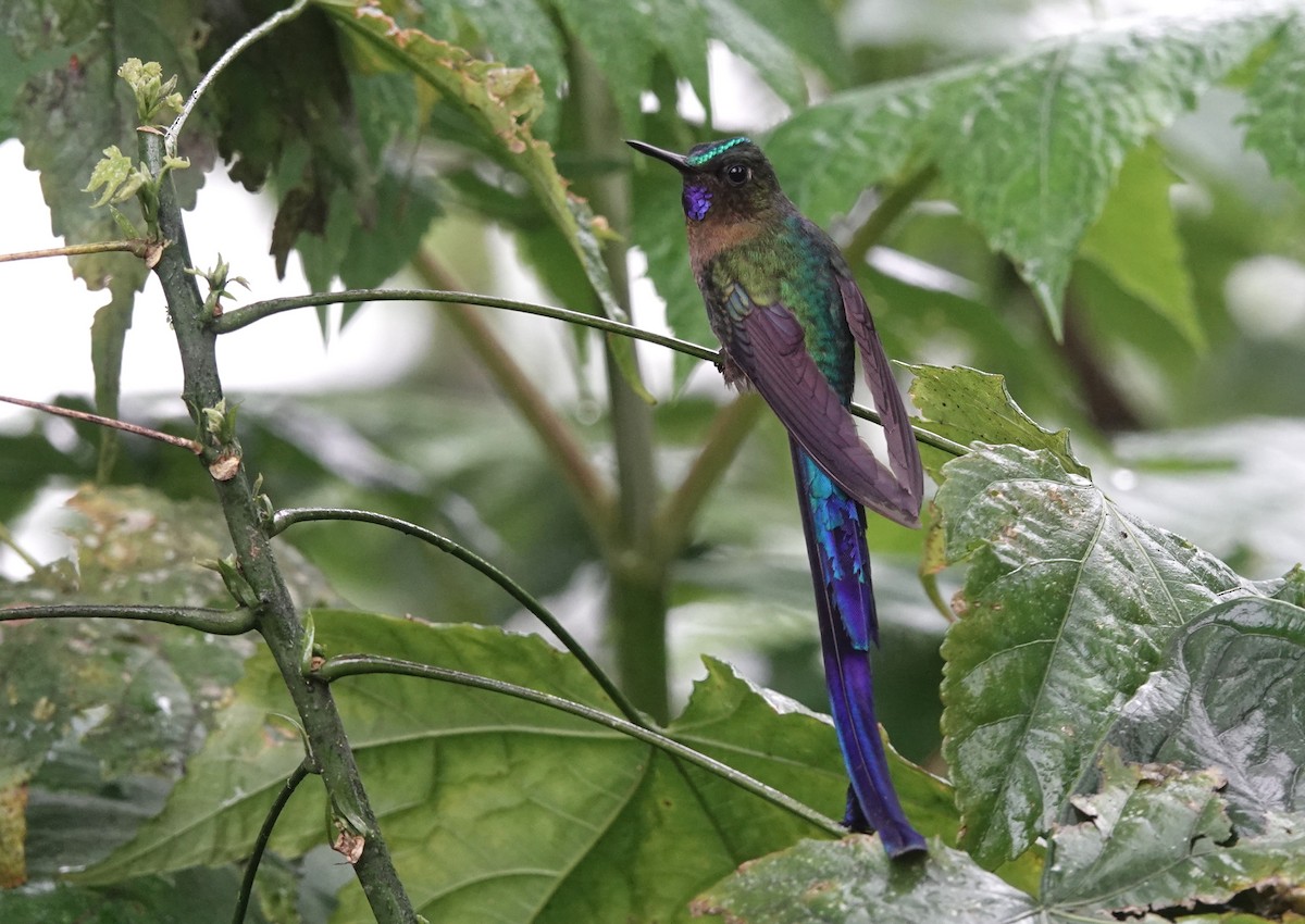 Violet-tailed Sylph - ML615966996