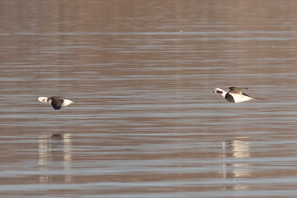 Long-tailed Duck - ML615967000