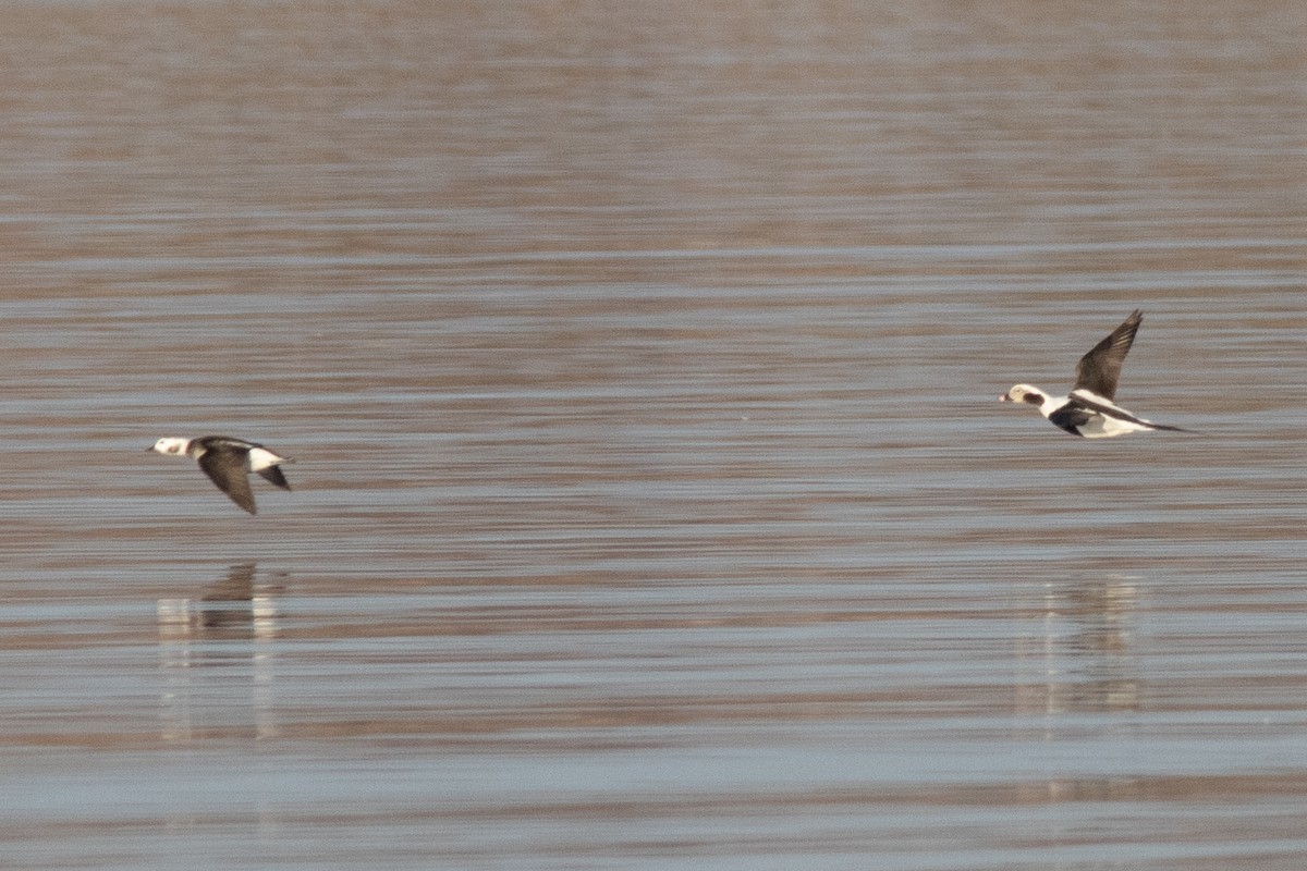 Long-tailed Duck - ML615967001
