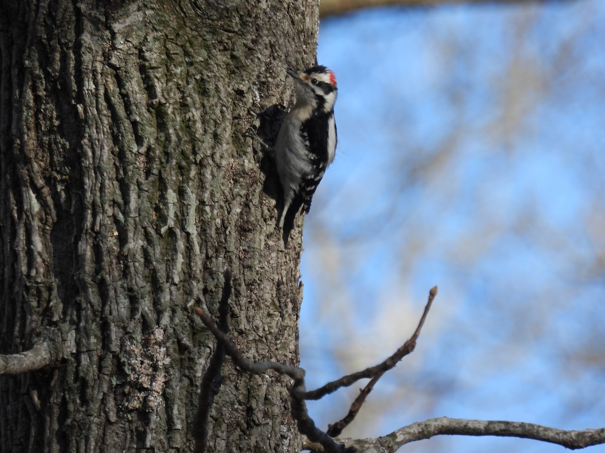 Downy Woodpecker - ML615967057