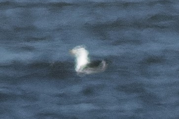 Great Black-backed Gull - ML615967151