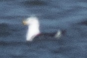 Great Black-backed Gull - ML615967152