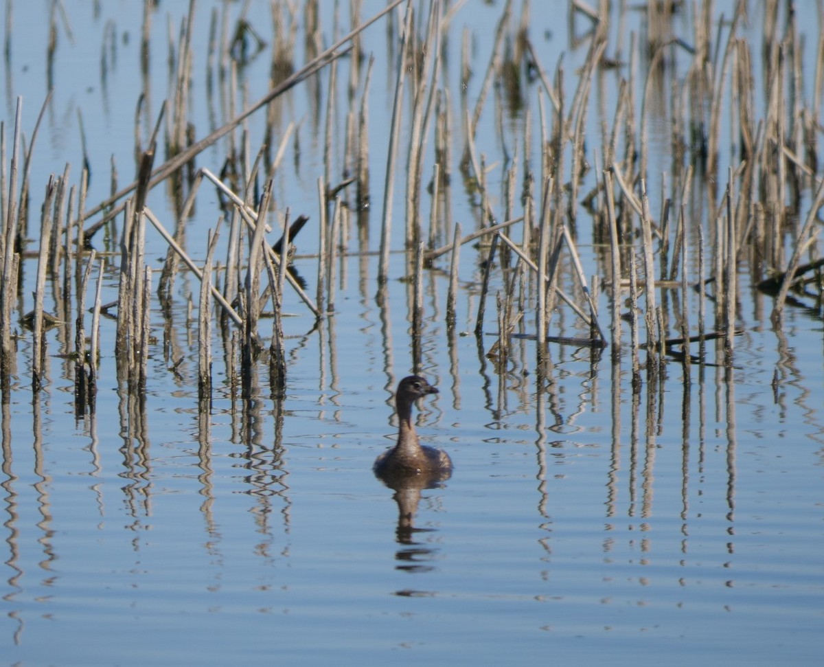 Pied-billed Grebe - ML615967213