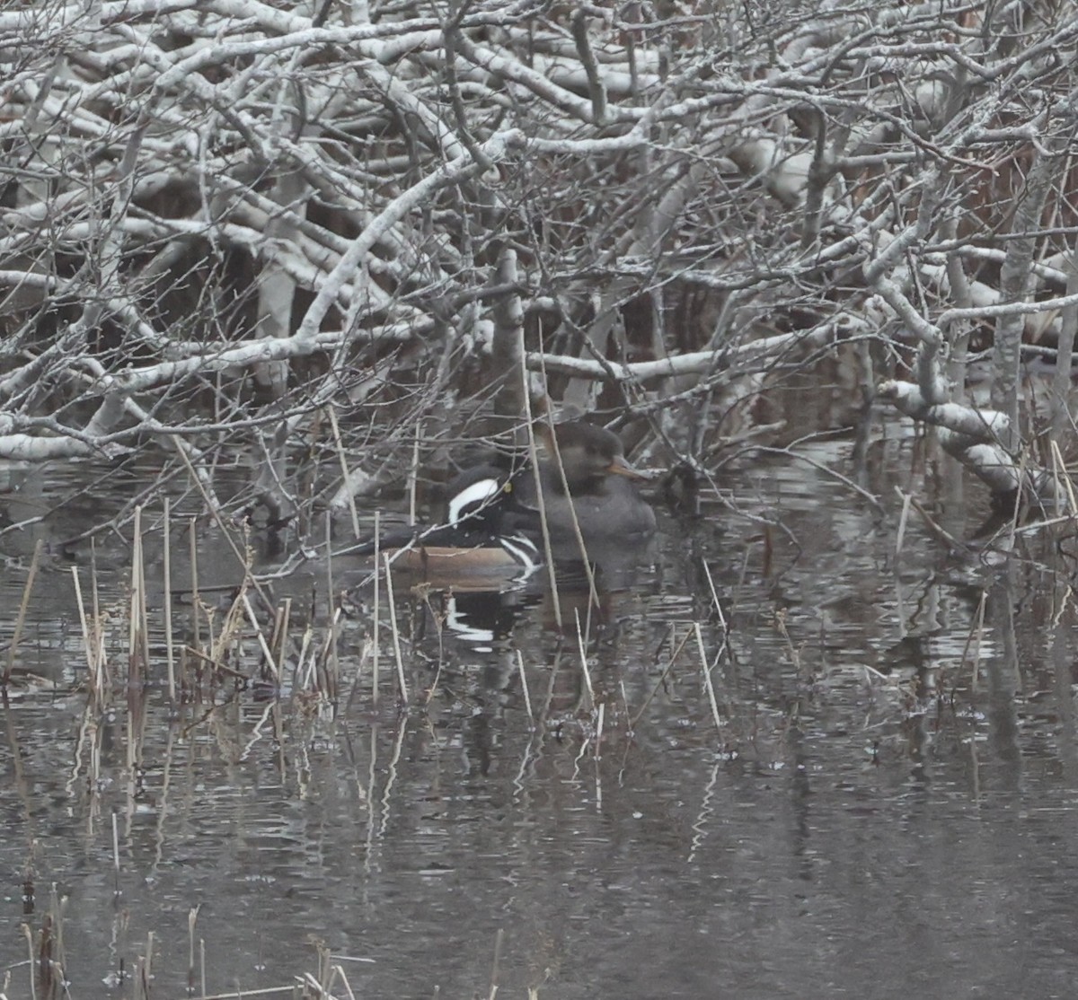 Hooded Merganser - ML615967216