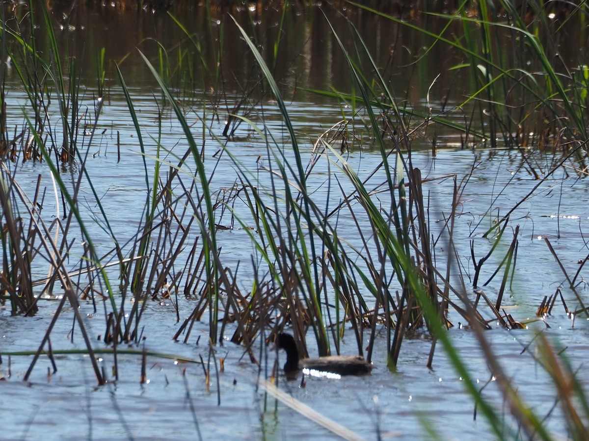 American Coot - ML615967243