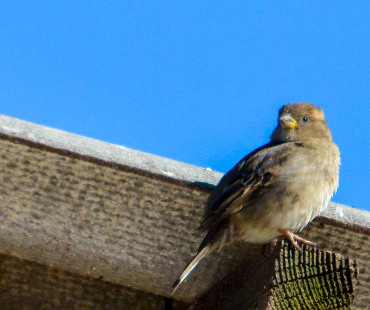 Moineau domestique - ML615967253