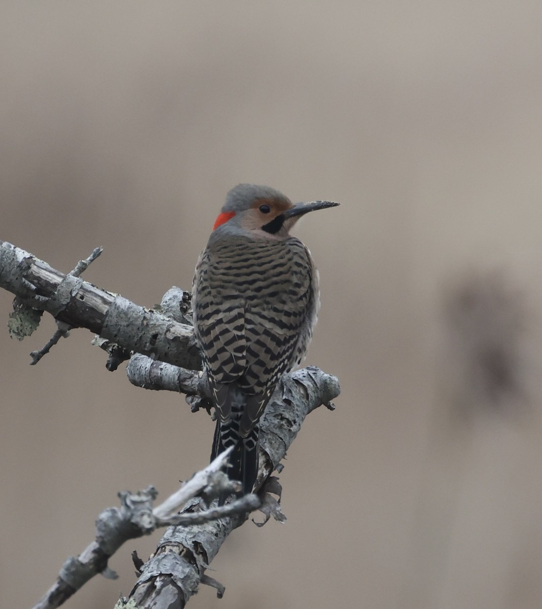 Northern Flicker (Yellow-shafted) - ML615967298
