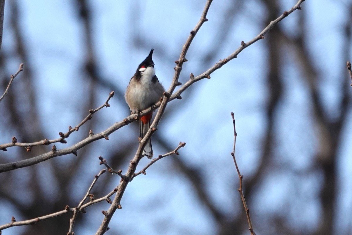 Red-whiskered Bulbul - Melissa Johnson