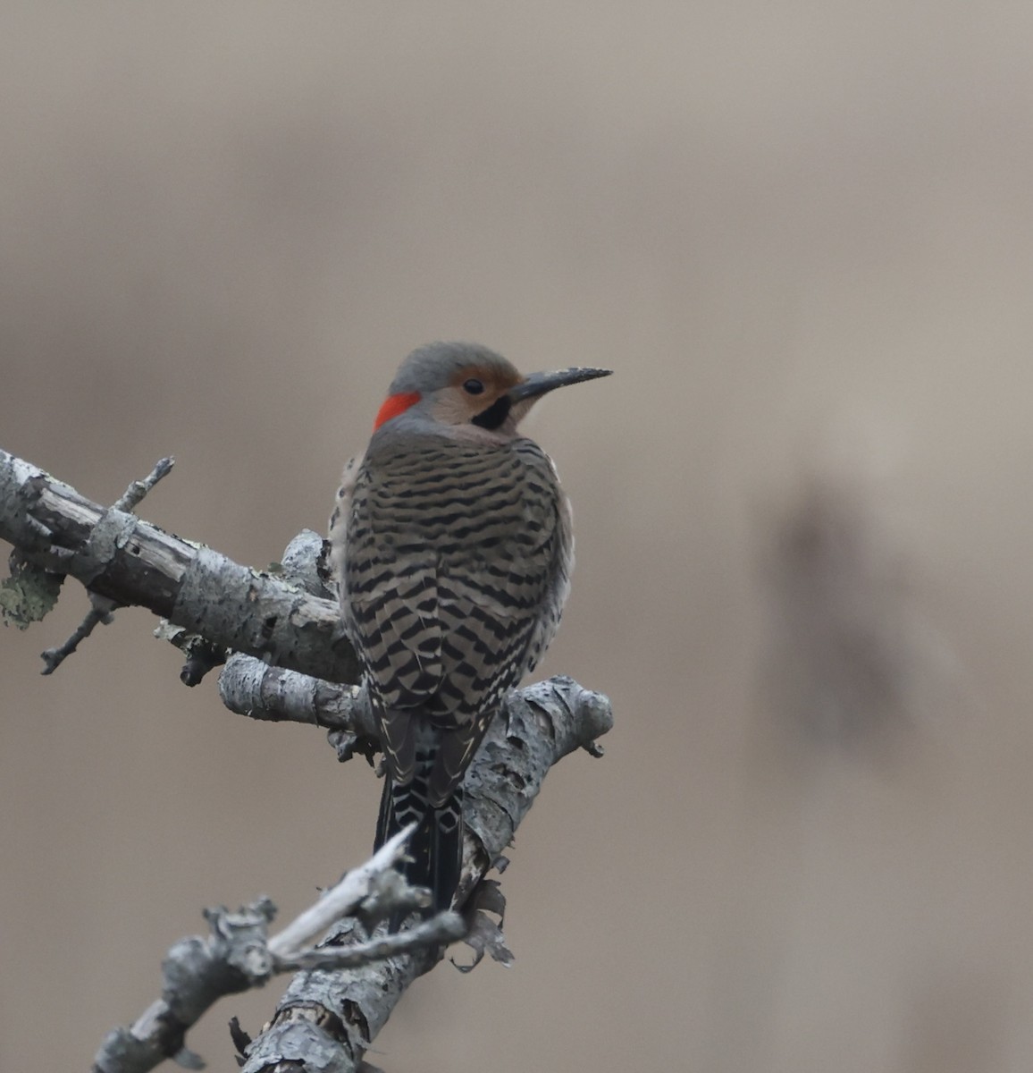 Northern Flicker (Yellow-shafted) - ML615967324