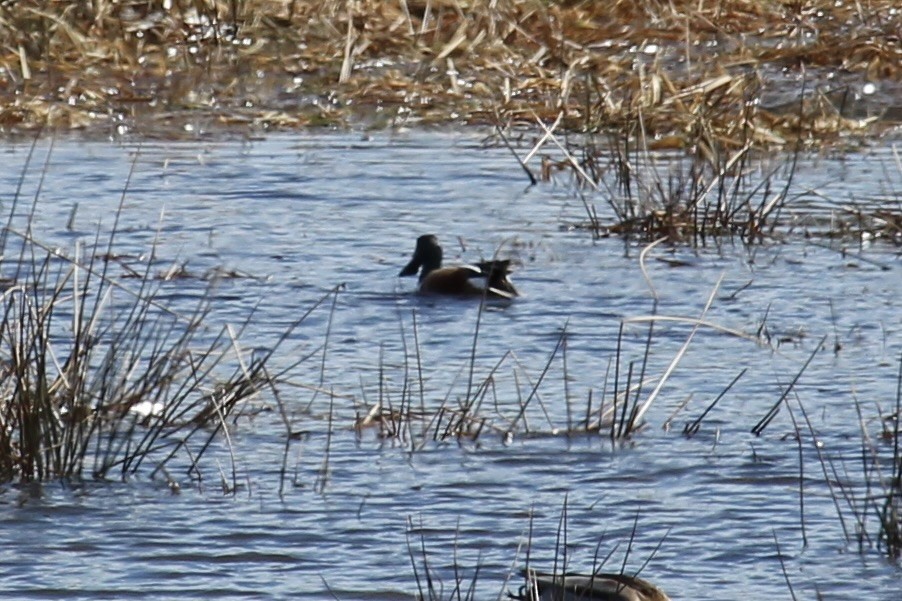 Northern Shoveler - ML615967367