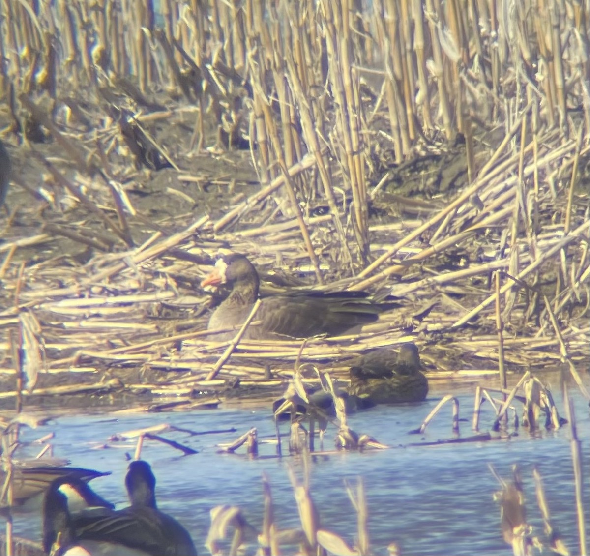 Greater White-fronted Goose - ML615967433