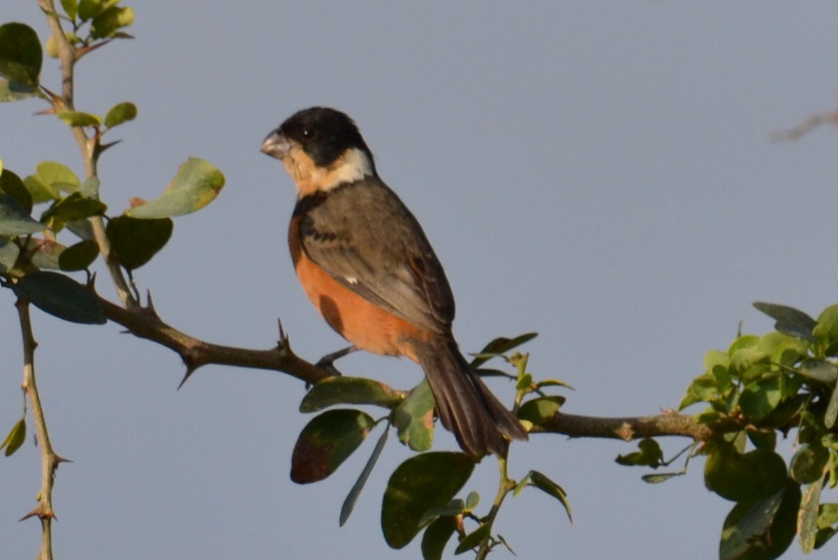 Cinnamon-rumped Seedeater - ML615967438