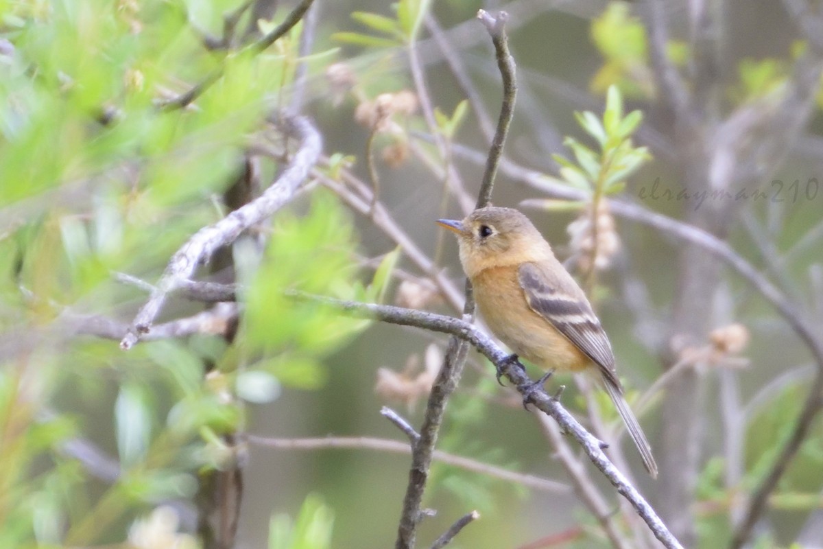 Buff-breasted Flycatcher - ML61596751