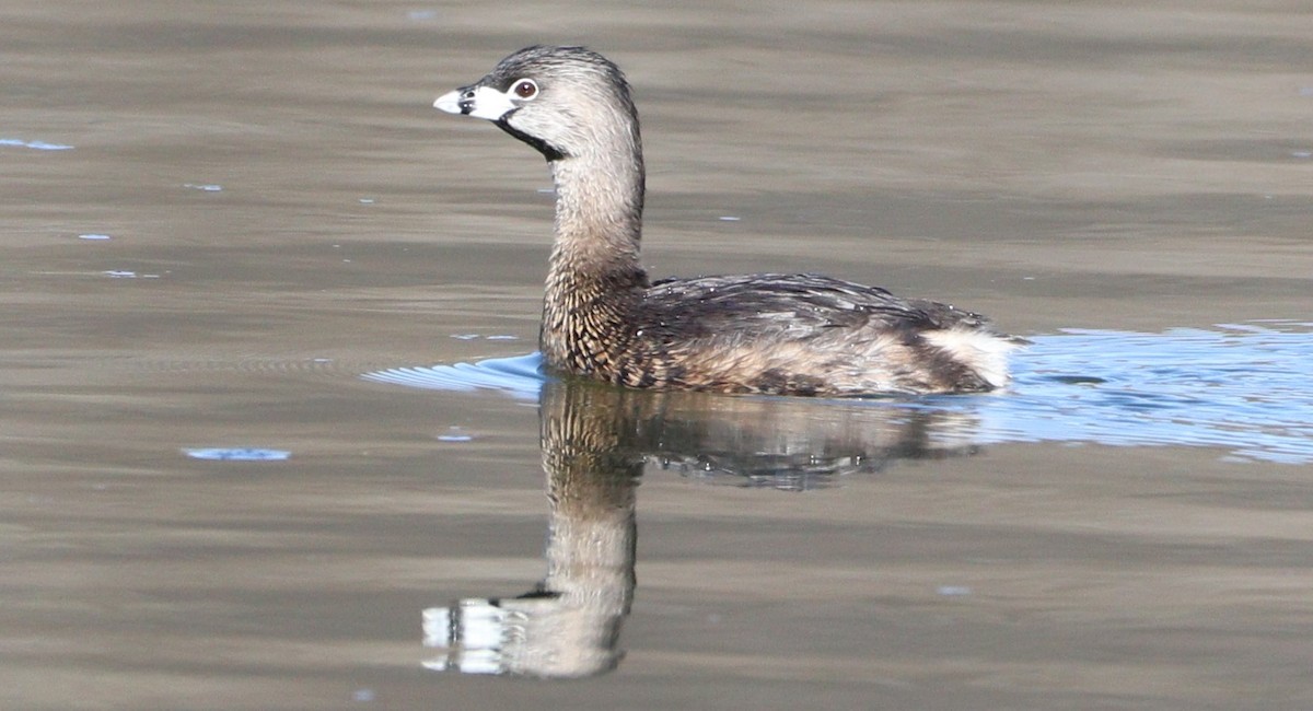 Pied-billed Grebe - ML615967622