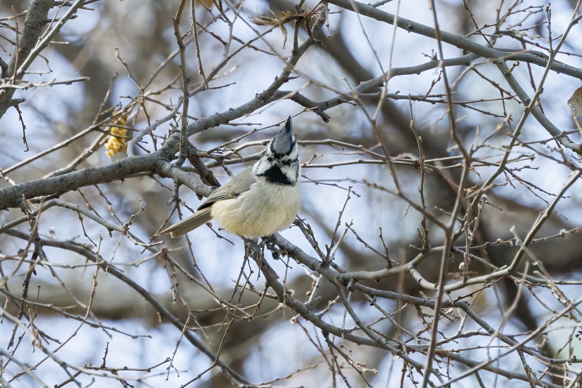 Bridled Titmouse - ML615967633