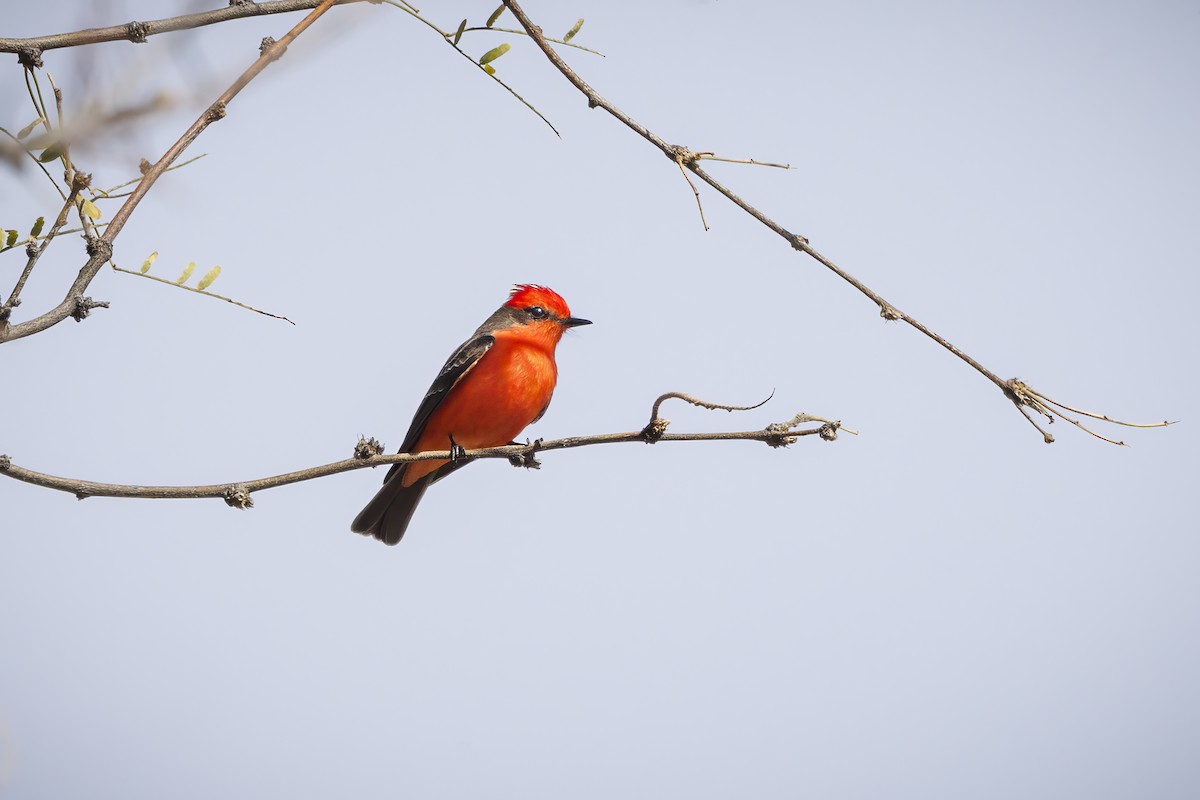 Vermilion Flycatcher - ML615967644