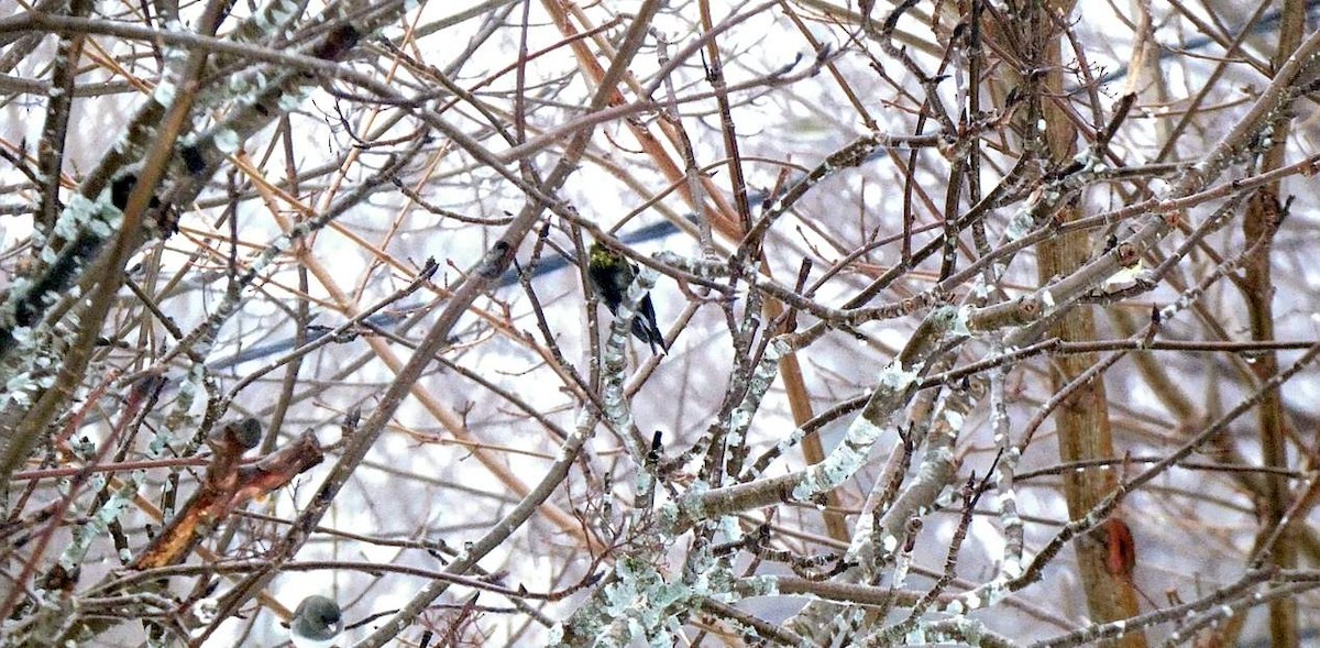 American Goldfinch - ML615967649