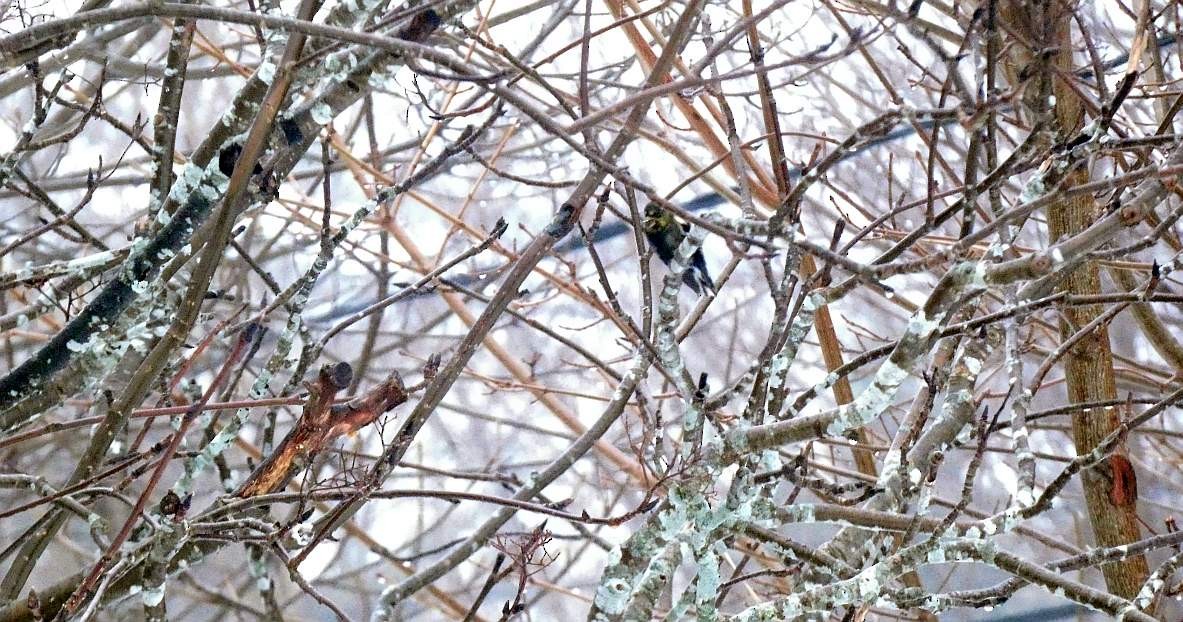 American Goldfinch - ML615967651