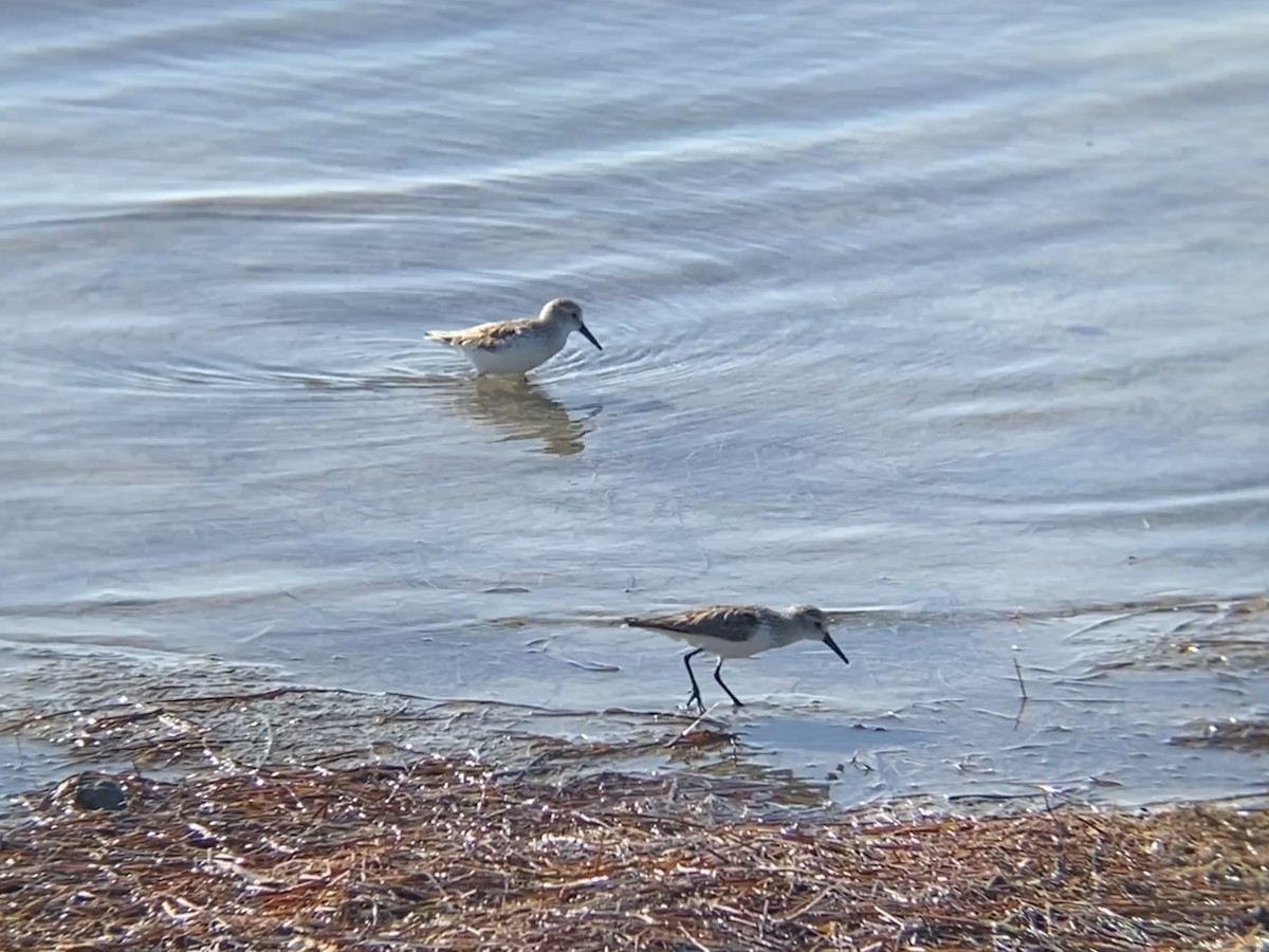 Western Sandpiper - ML615967694