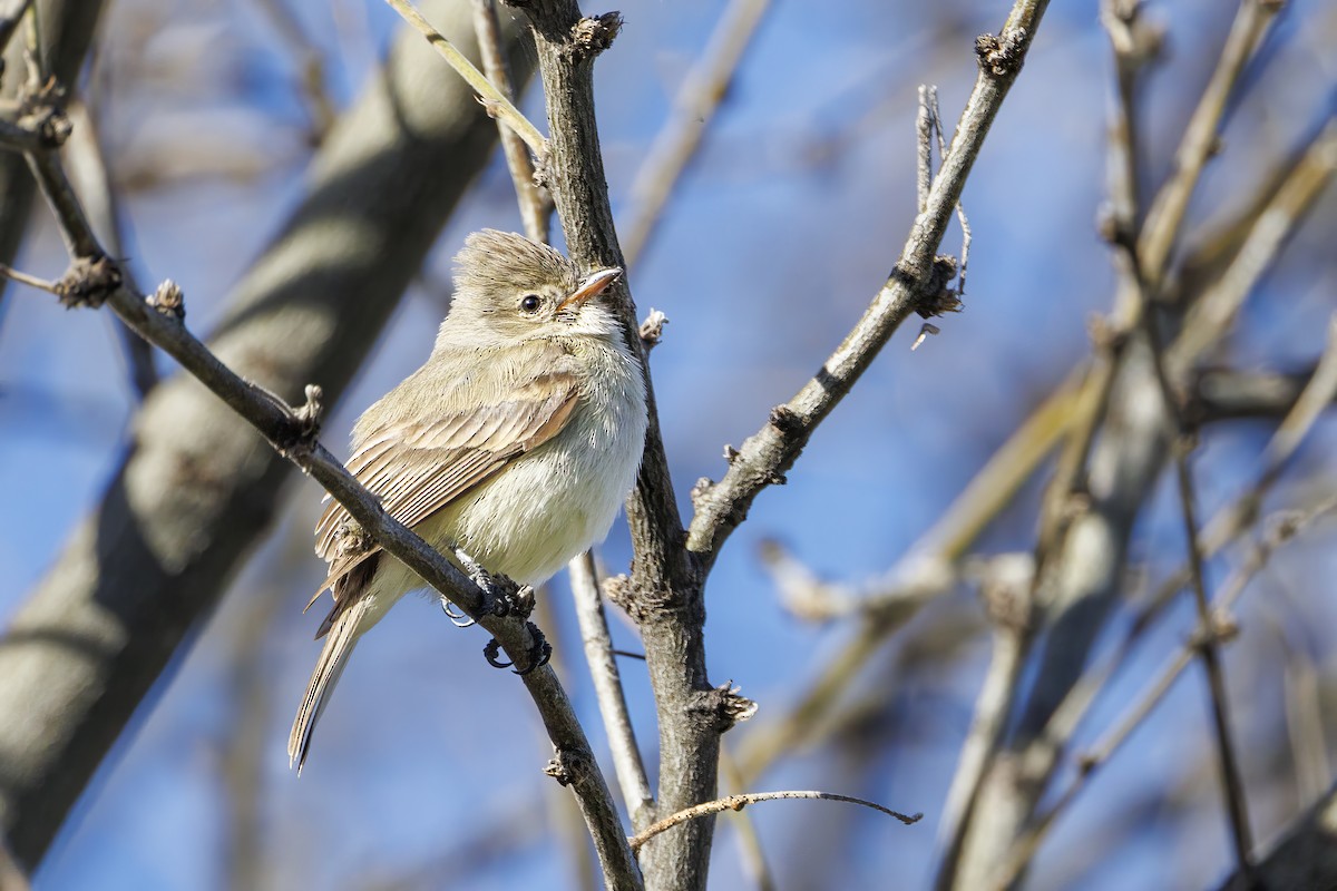 Northern Beardless-Tyrannulet - ML615967698