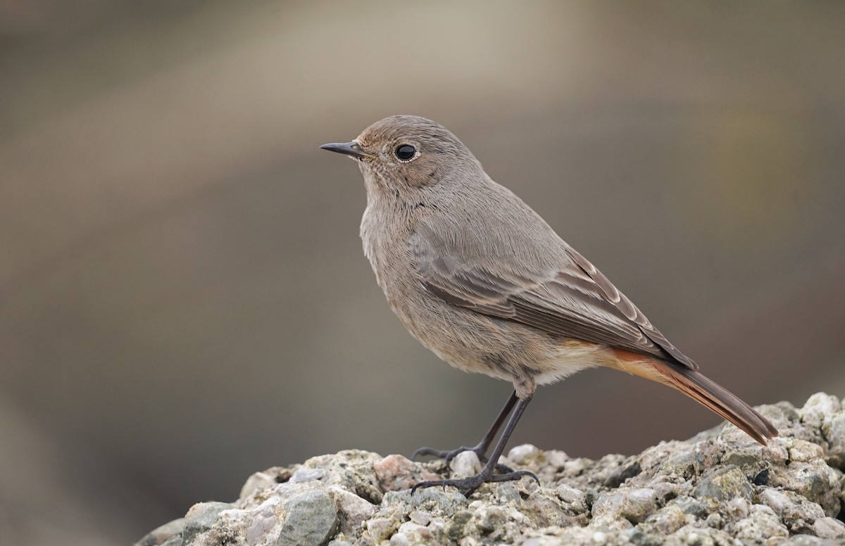 Black Redstart (Western) - Harry Coghill