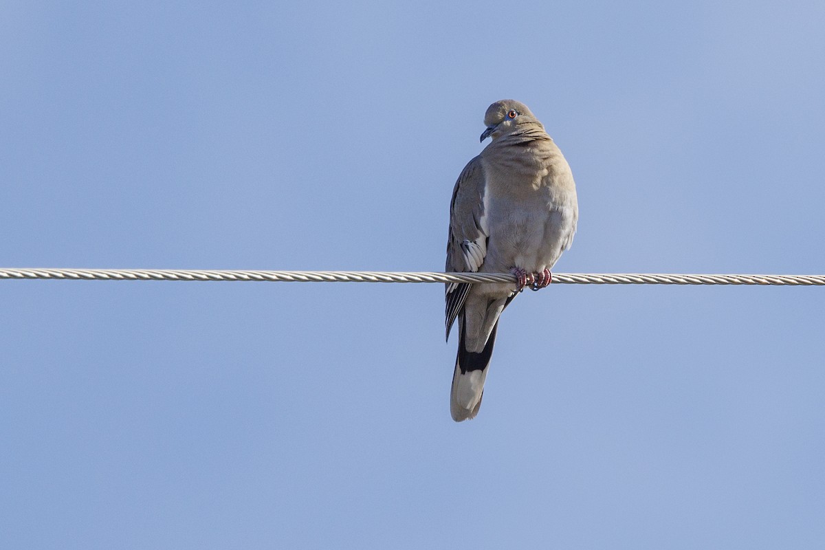 White-winged Dove - ML615967729