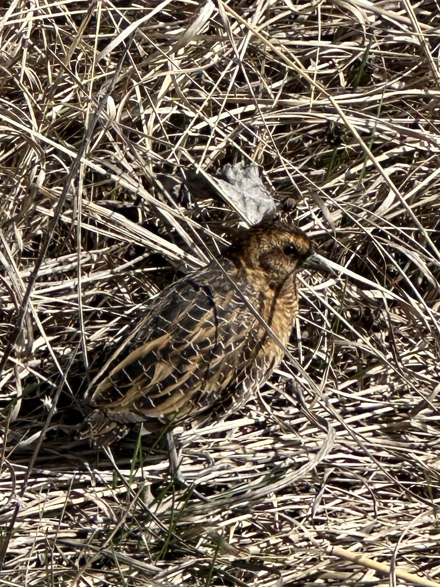 Yellow Rail - ML615967784