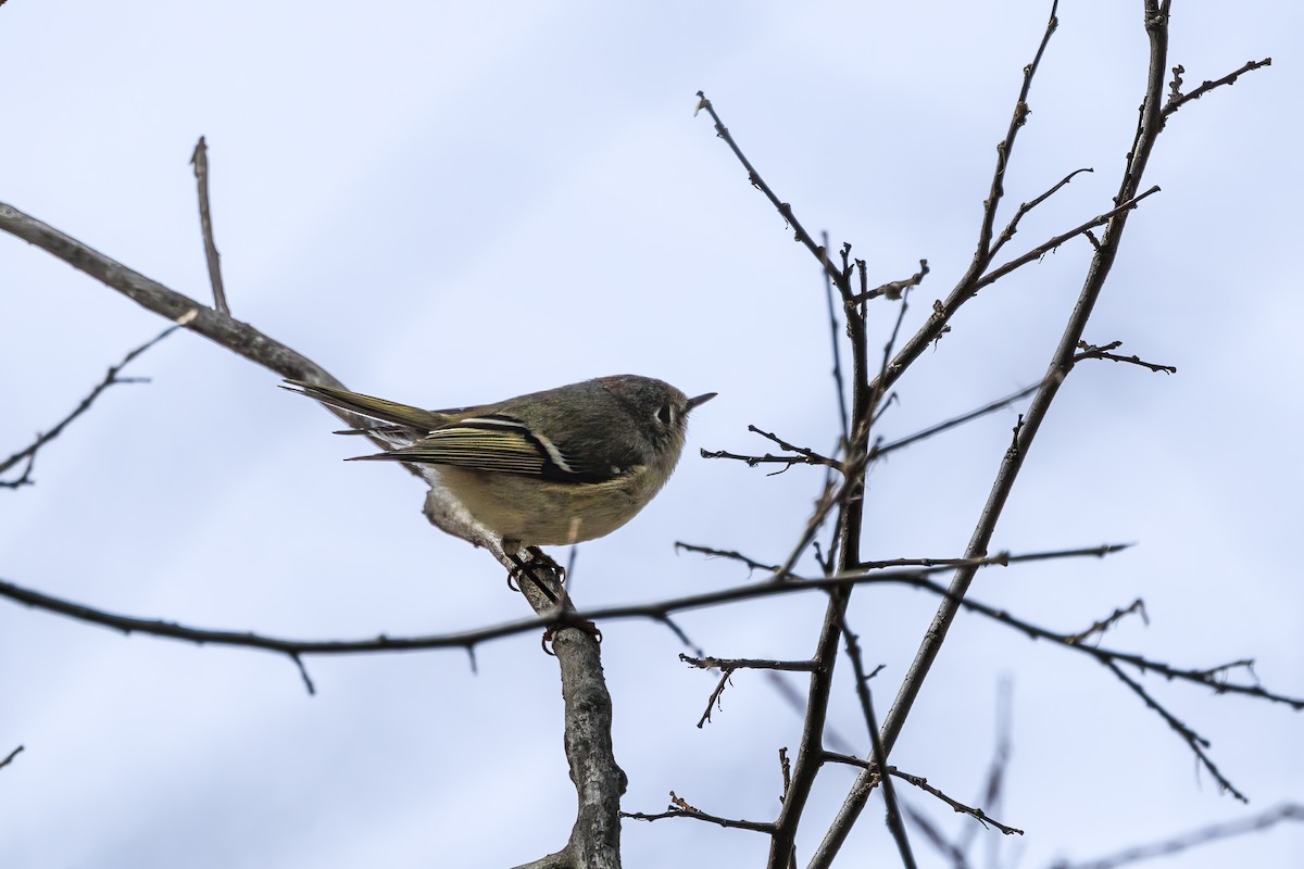 Ruby-crowned Kinglet - ML615967796