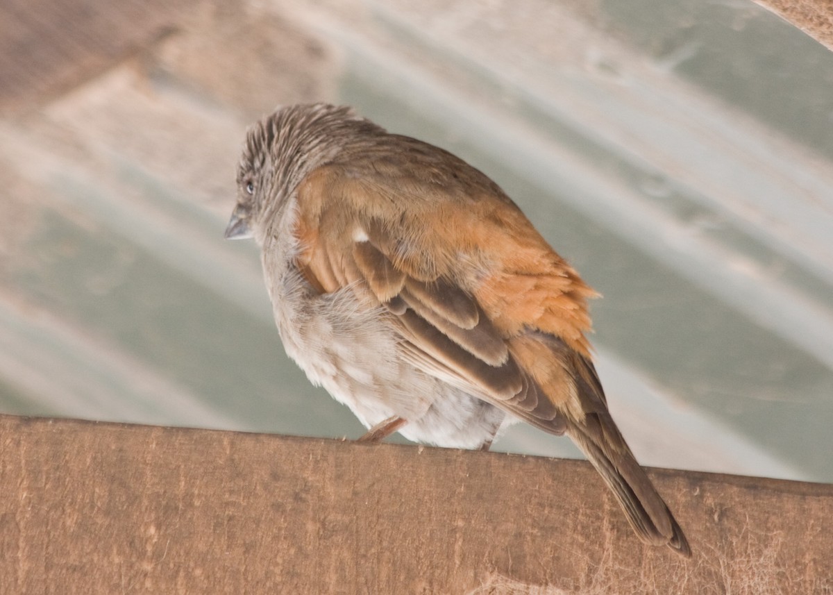 Parrot-billed Sparrow - ML615967805