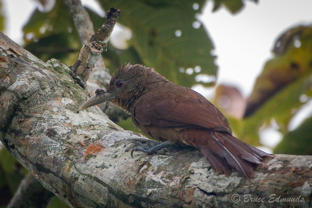 Cinnamon-throated Woodcreeper - ML615967817