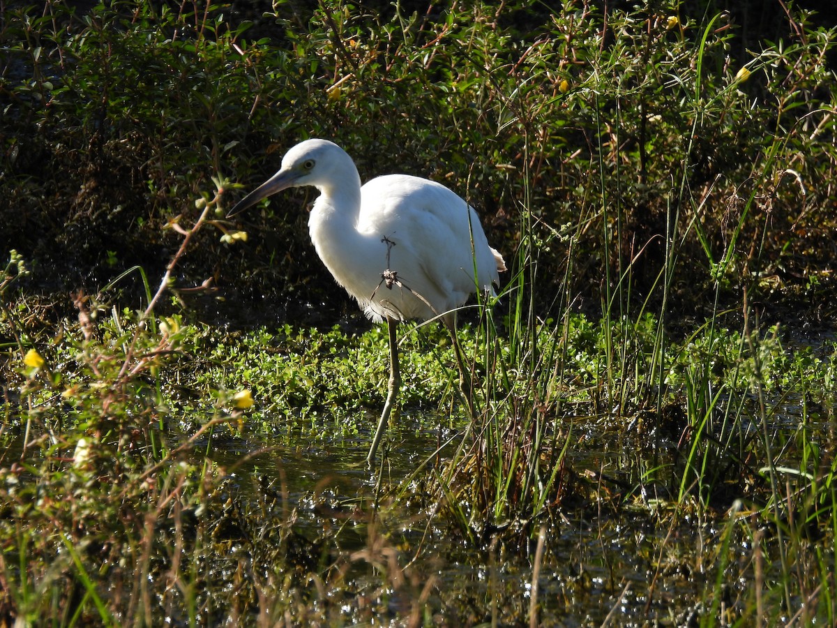 Little Blue Heron - Robert Leonhardt