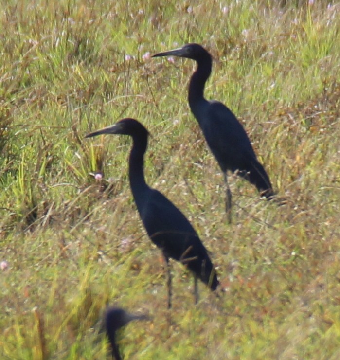 Little Blue Heron - Dayron Breto