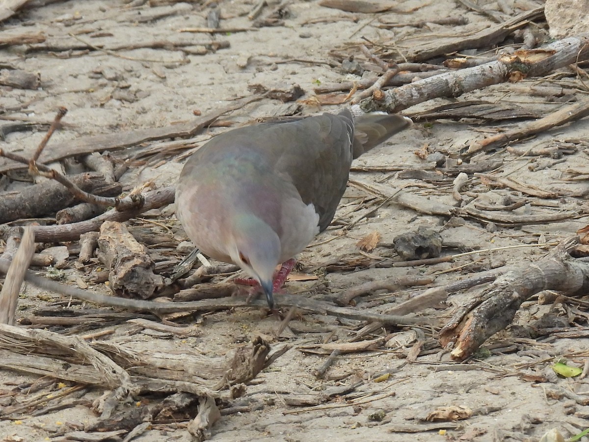 White-tipped Dove - ML615967842