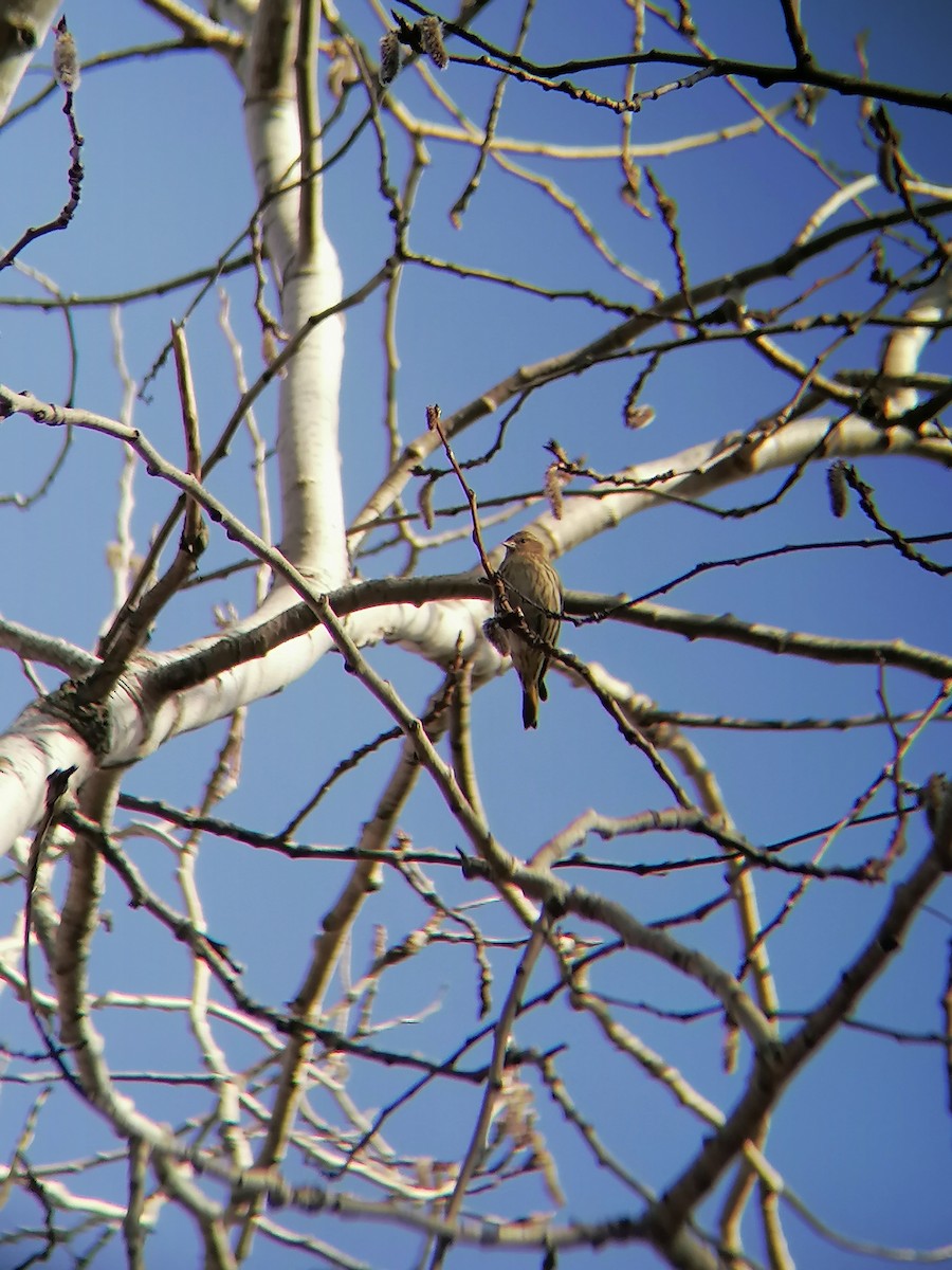 Pine Siskin - ML615967848