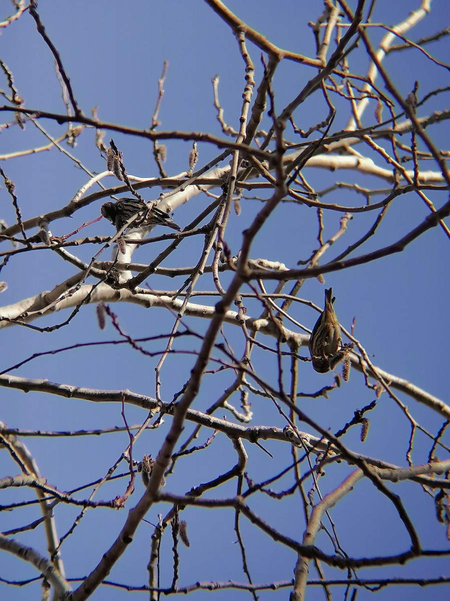 Pine Siskin - ML615967849