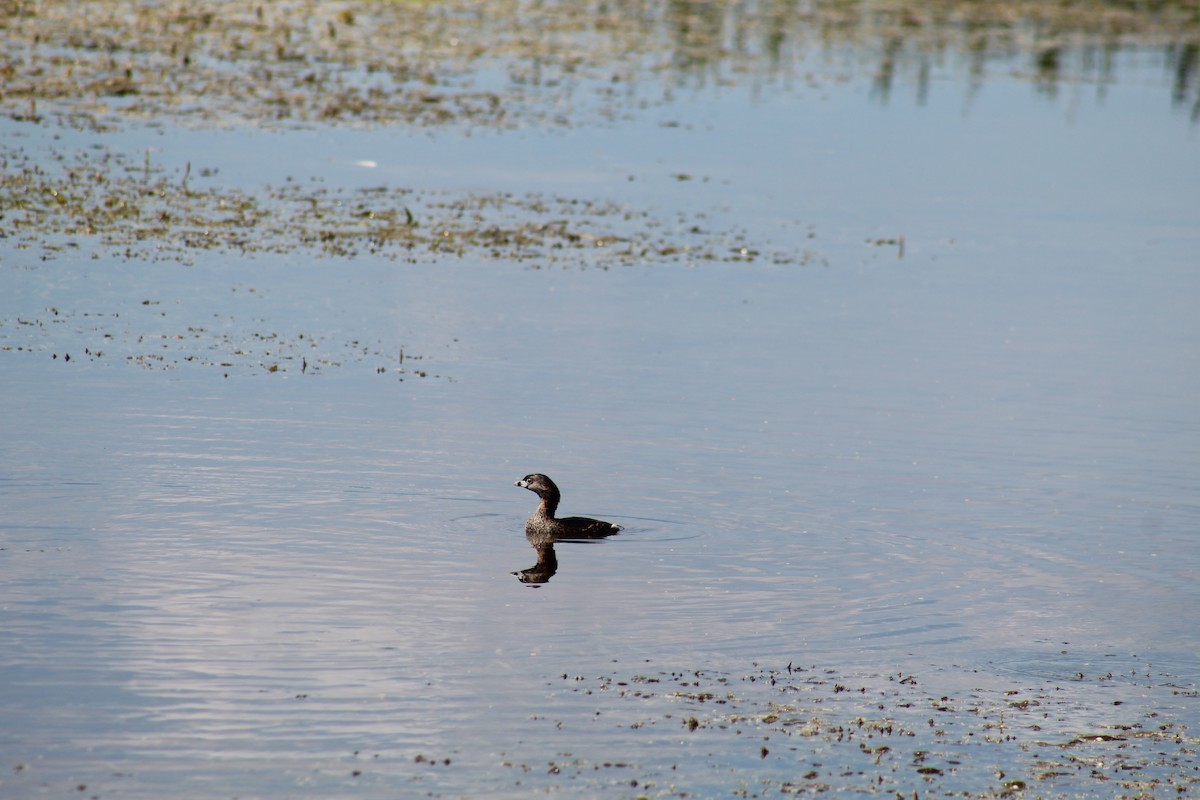 Pied-billed Grebe - ML615967860