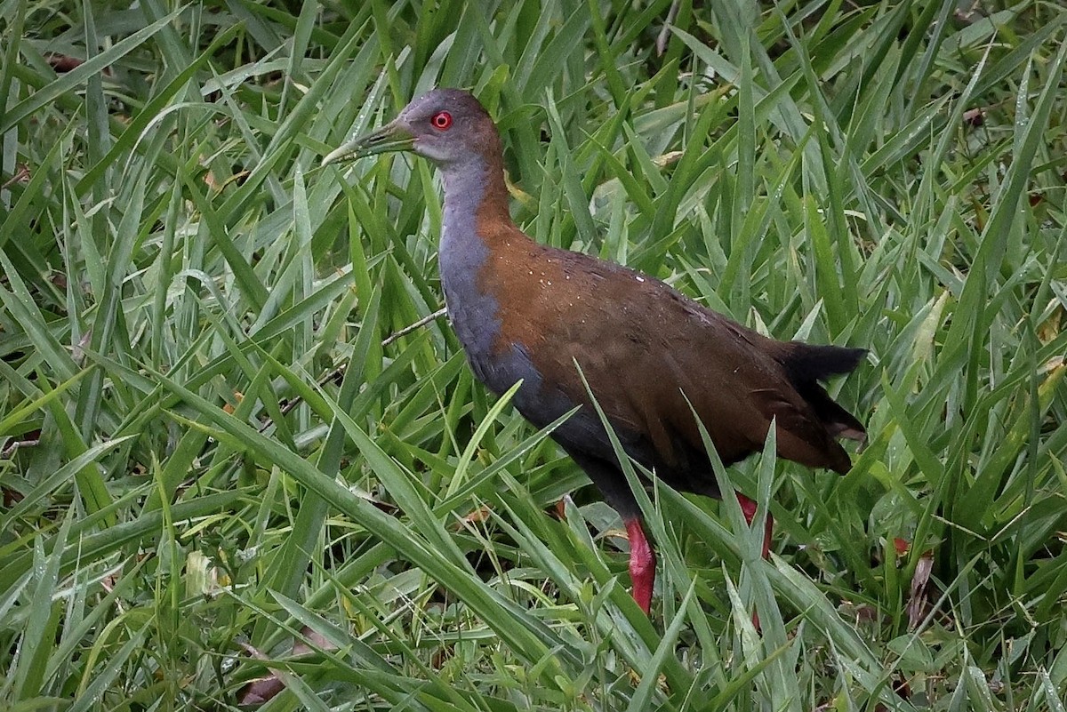 Slaty-breasted Wood-Rail - ML615967863