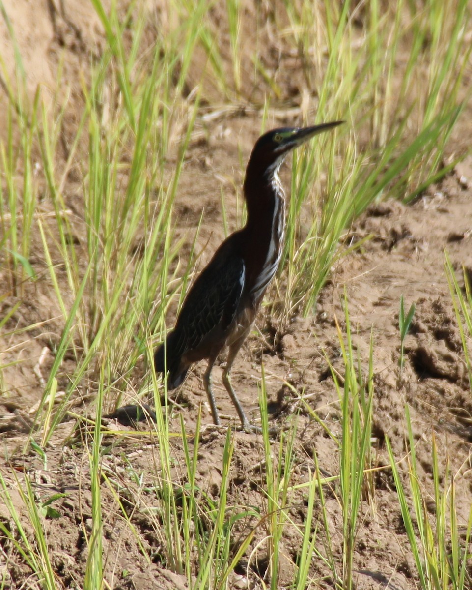 Green Heron - Dayron Breto