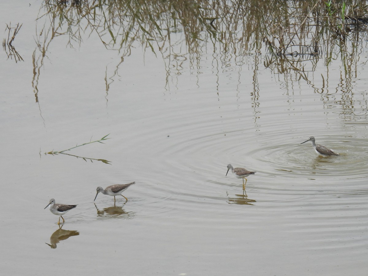 Greater Yellowlegs - Erik Bergman