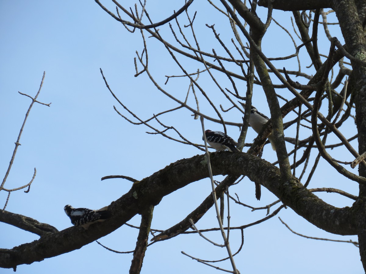 Hairy Woodpecker - ML615967892