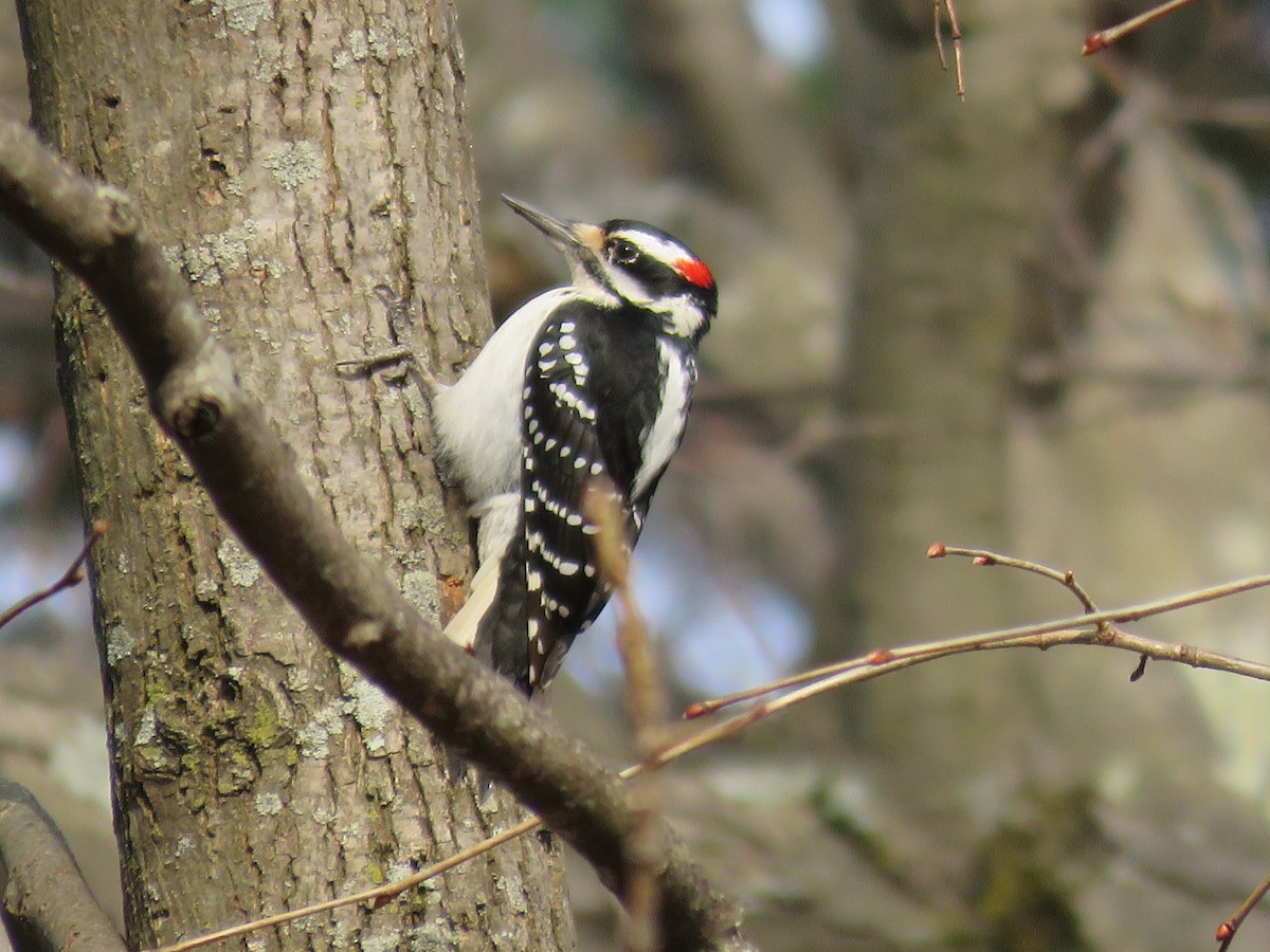 Hairy Woodpecker - ML615967898