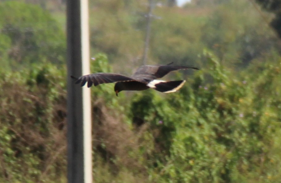 Snail Kite - Dayron Breto