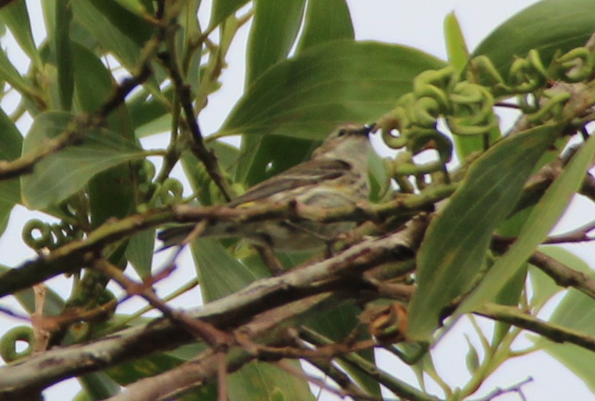 Yellow-rumped Warbler - Dayron Breto