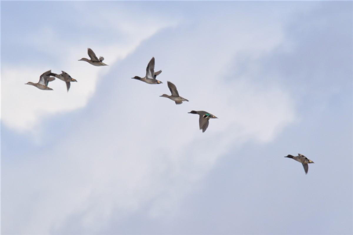 Ногоохон нугас - ML615967937