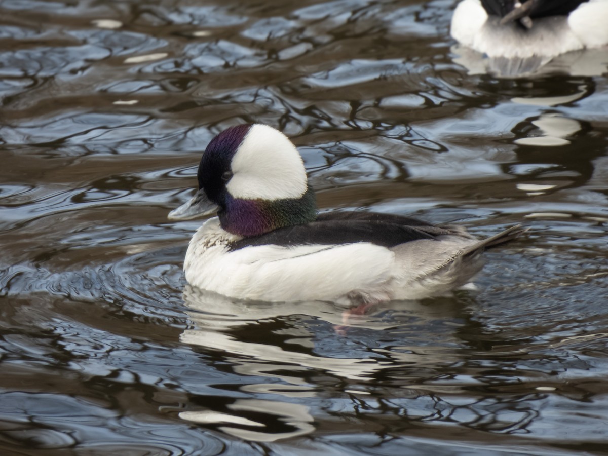 Bufflehead - ML615967952